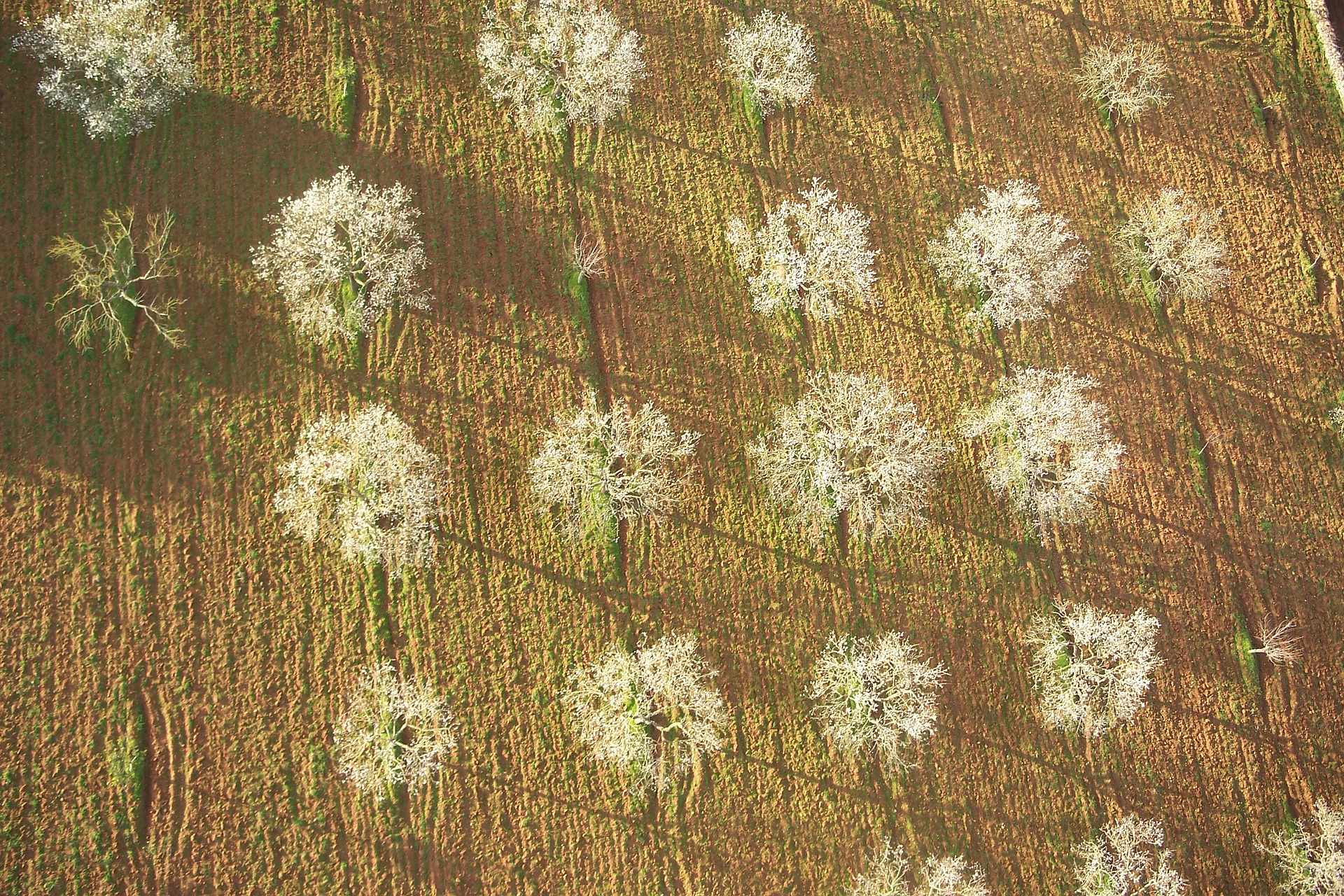 Mallorca almond field