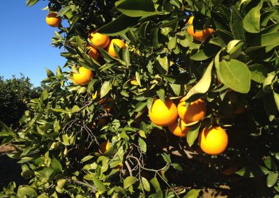 citrus food forest Mallorca