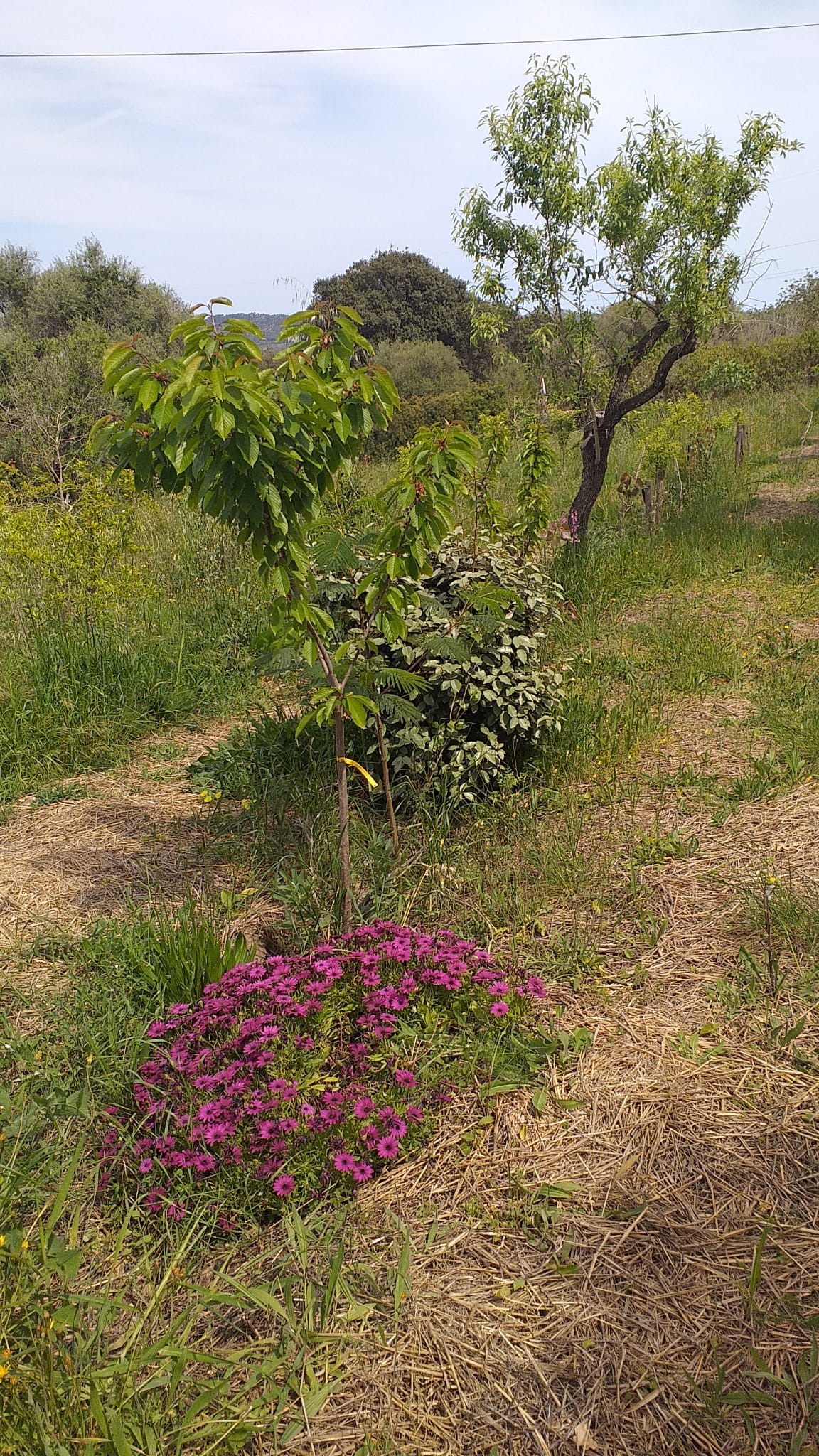 Mediterranean food forest olive grove