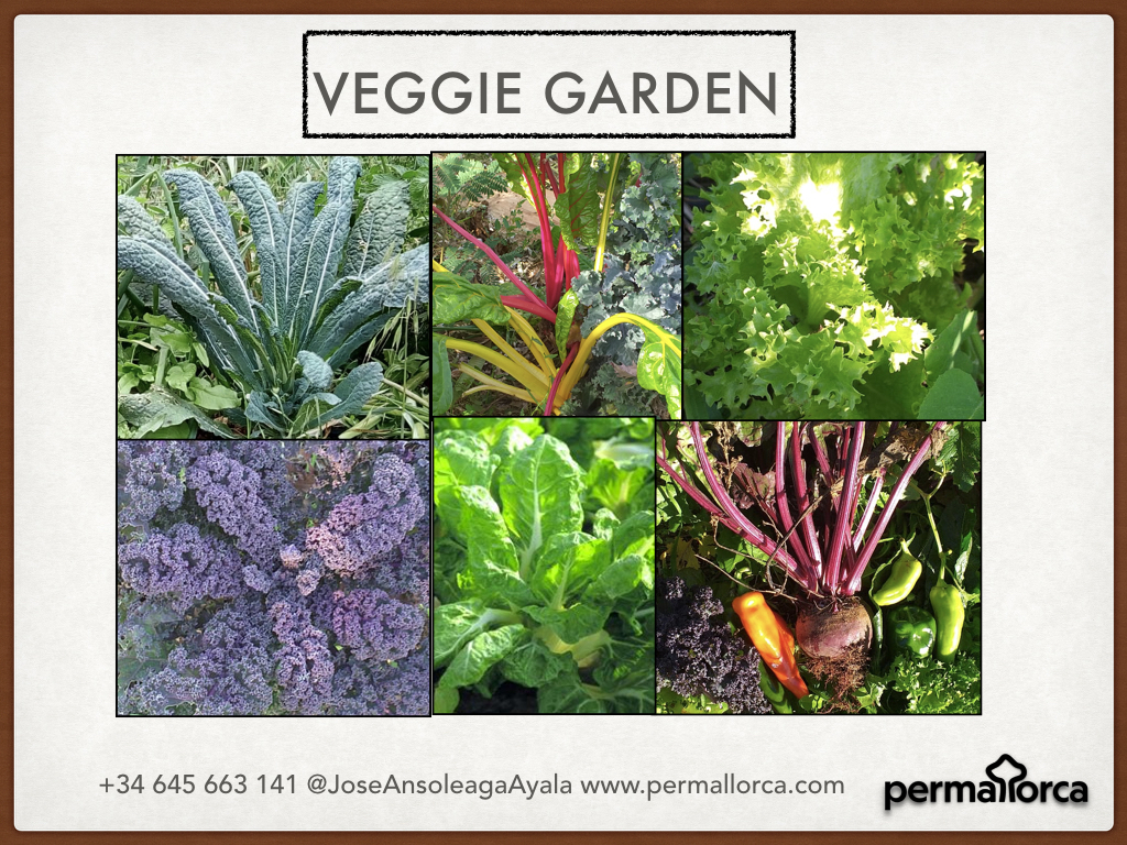 VEGGIE GARDEN