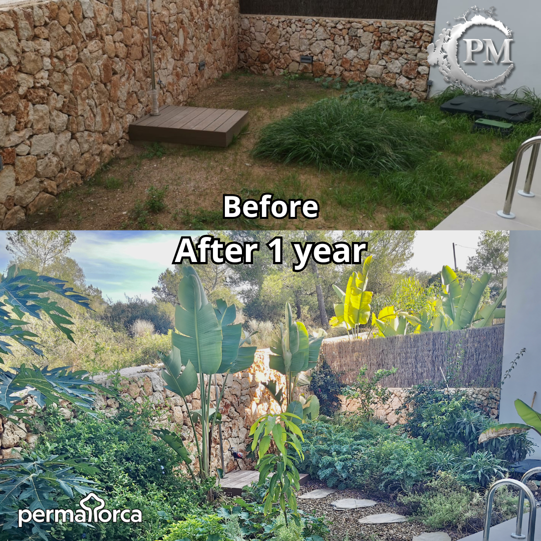 Mediterranean food forest before after