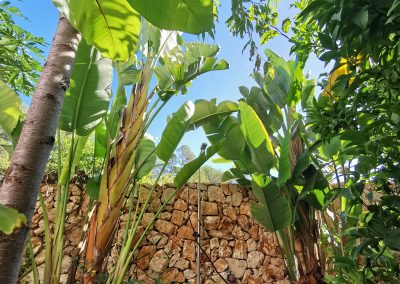 Food forest Mallorca